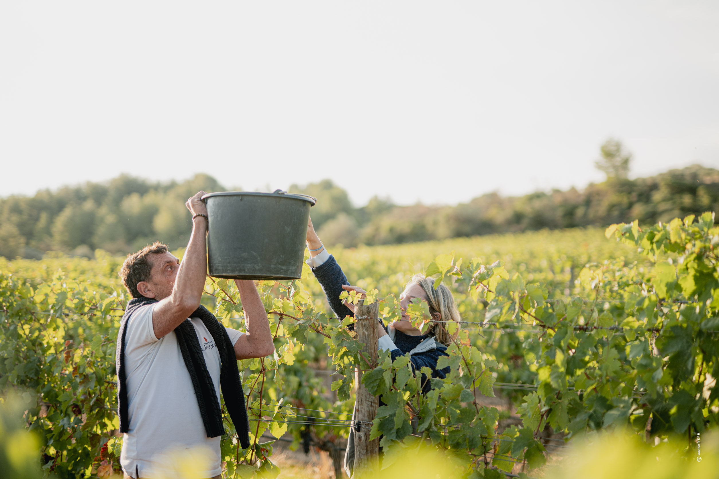 Deux vendangeurs récoltant du raisin dans les vignes du Château de Lastours sous un ciel clair