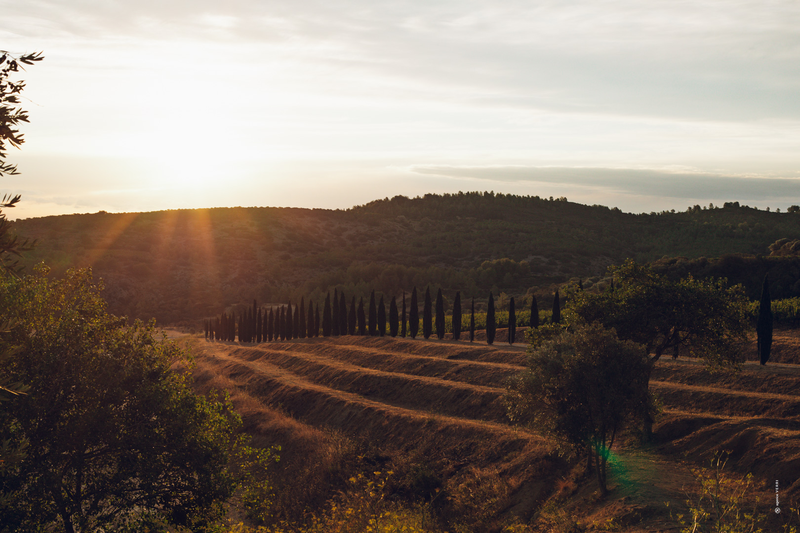 Coucher de soleil sur les vignes du Château de Lastours Paysage viticole de Château de Lastours au coucher du soleil, avec rangées de cyprès et collines en arrière-plan