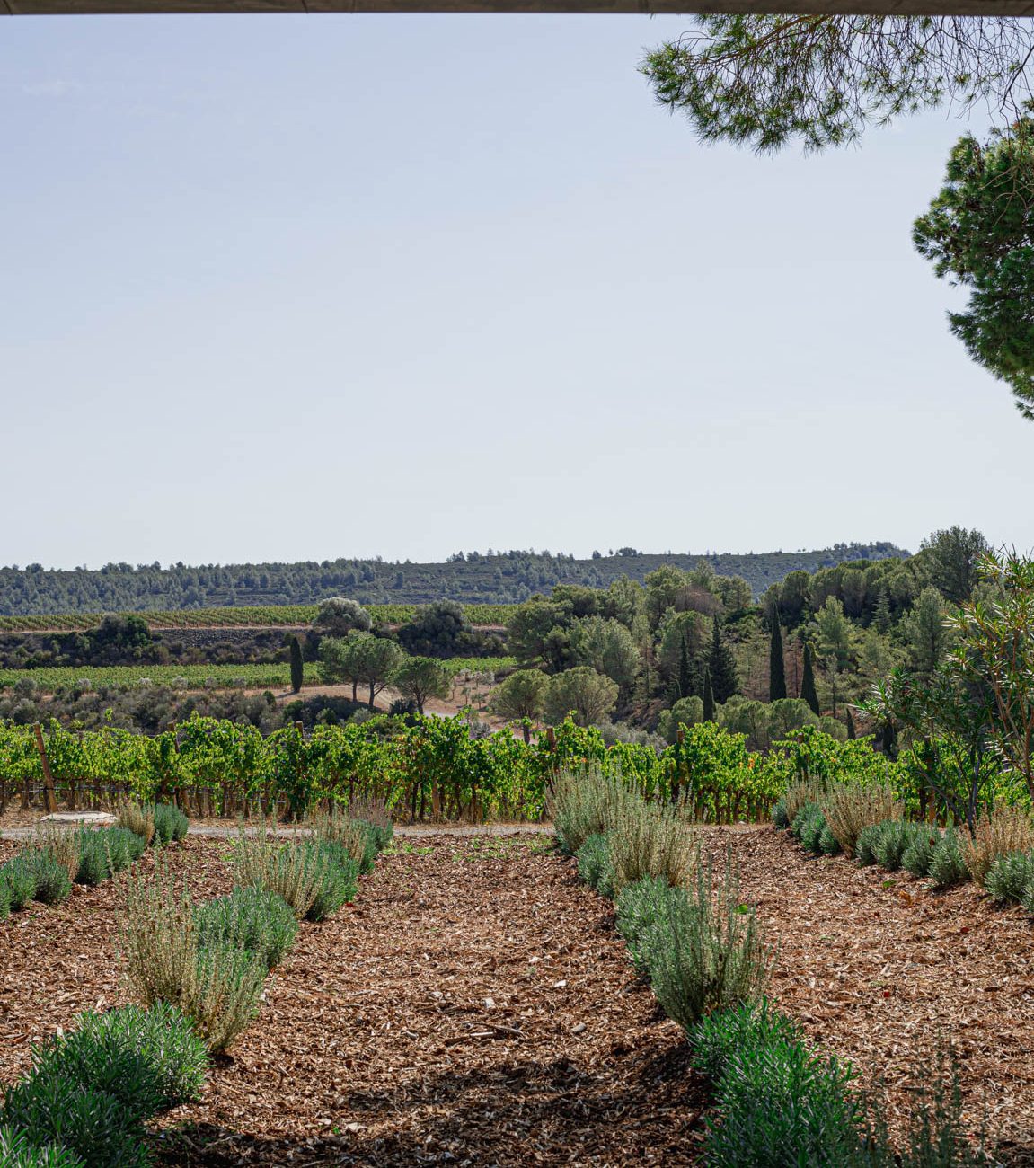 Découvrez le Château de Lastours, domaine viticole bio en Languedoc, réputé pour ses vins AOP Corbières. Vivez des expériences œnotouristiques uniques : dégustations de vins bio, visites du vignoble et séjours en hébergement de charme. Savourez la cuisine locale au restaurant La Bergerie et plongez dans l'authenticité du terroir des Corbières.
