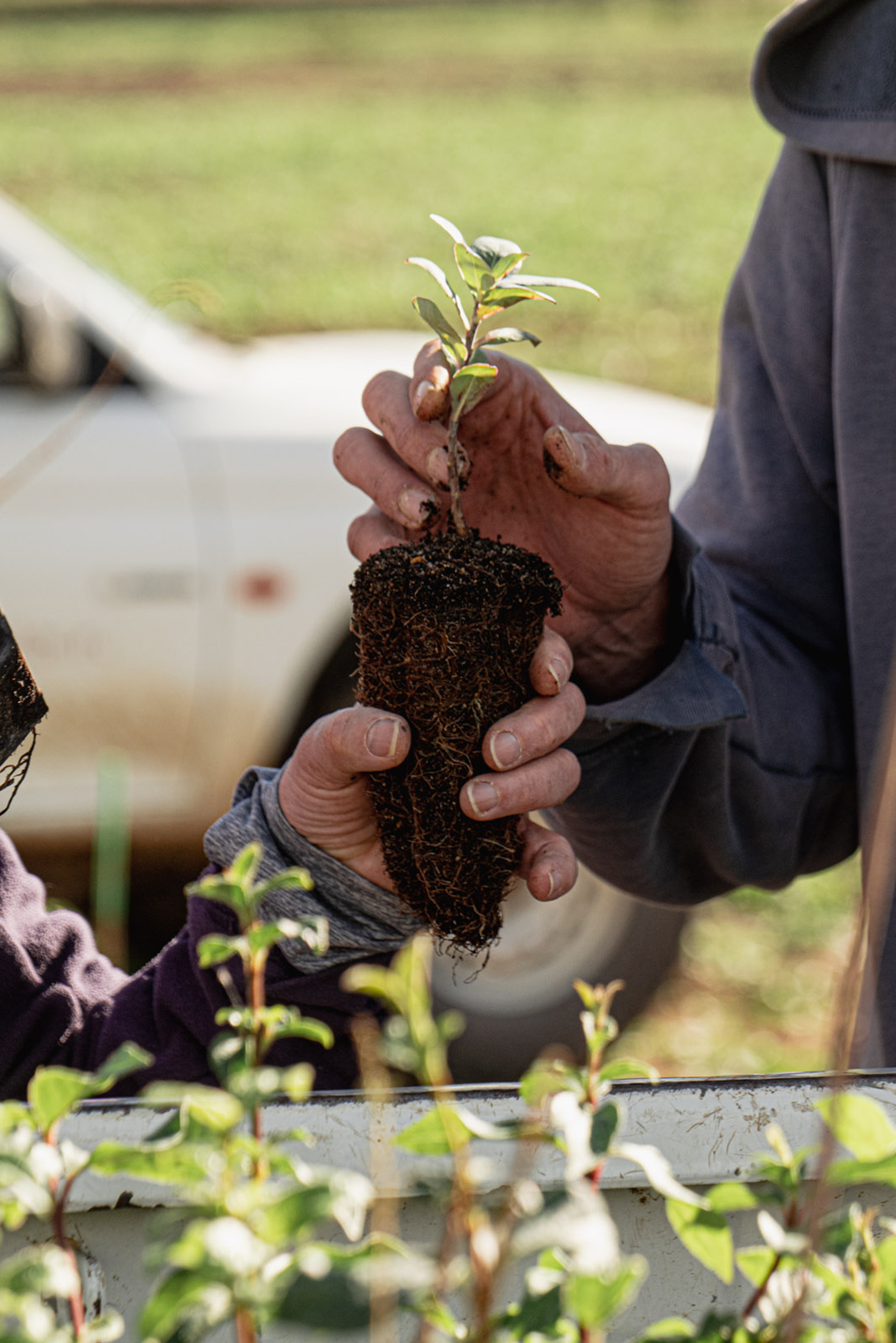 Main tenant un jeune plant avec ses racines nues prêt à être replanté, symbole de durabilité au Château de Lastours