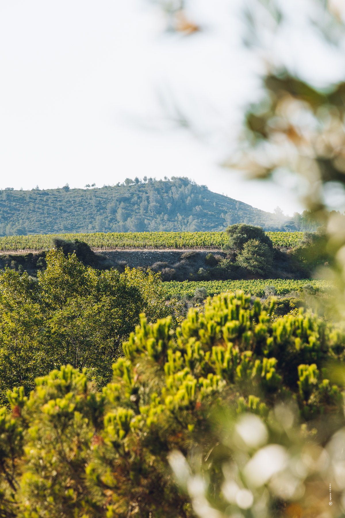 Vue panoramique des vignes et collines verdoyantes du Château de Lastours à Portel-des-Corbières