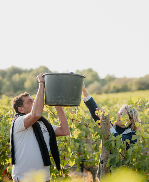 Travail d’équipe pendant les vendanges au Château de Lastours – transfert d’un seau de raisins dans les vignes