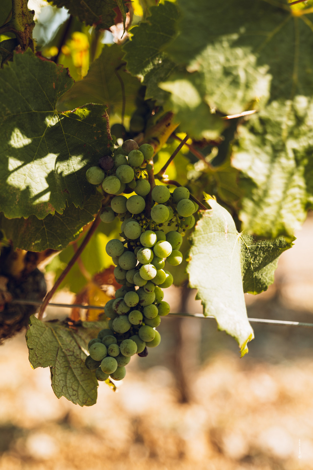 Raisin et vin à Narbonne au Chateau de Lastours