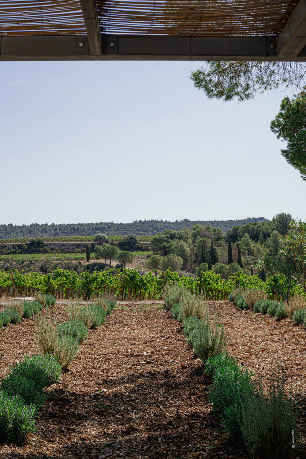 Vignes du Chateau de Lastours en Languedoc